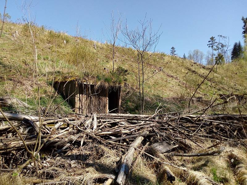 Květnová procházka Mojským lesem a lesy kolem Borku.