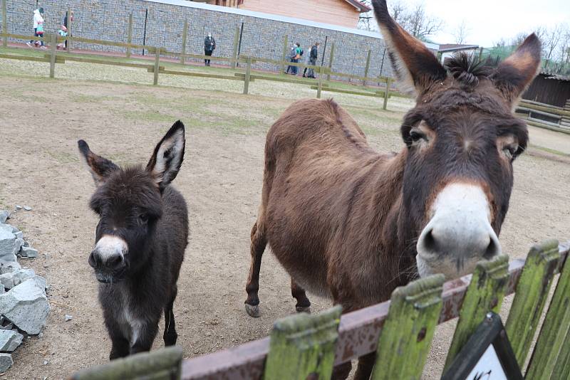 Zoo Ohrada v Hluboké nad Vltavou otevřena. Oslík domácí se narodil ve čtvtek minulý týden.