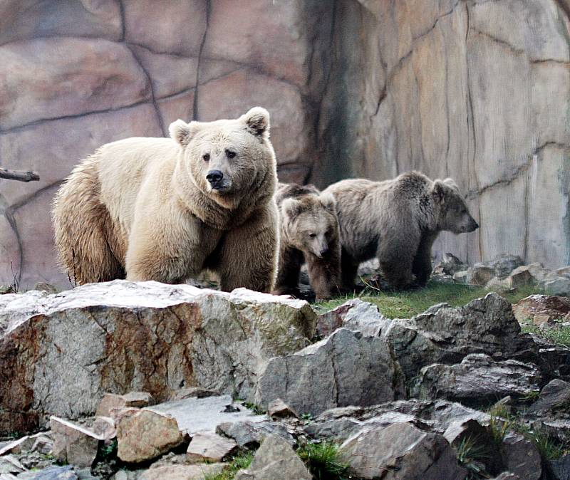 Vzácní medvědi z hlubocké zoo.