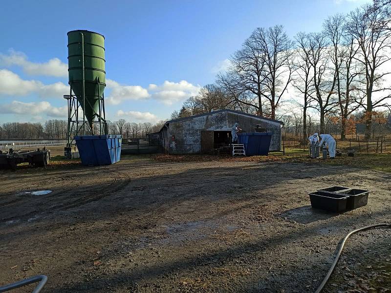 Likvidace chovných hus u rybníku Velebil na Novohradsku.