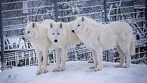Argo, Matěj, Bard a Jack jako vlci arktičtí pochází s těch nejstudenějších končin světa, Kanady a Grónska, Zoo Tábor.