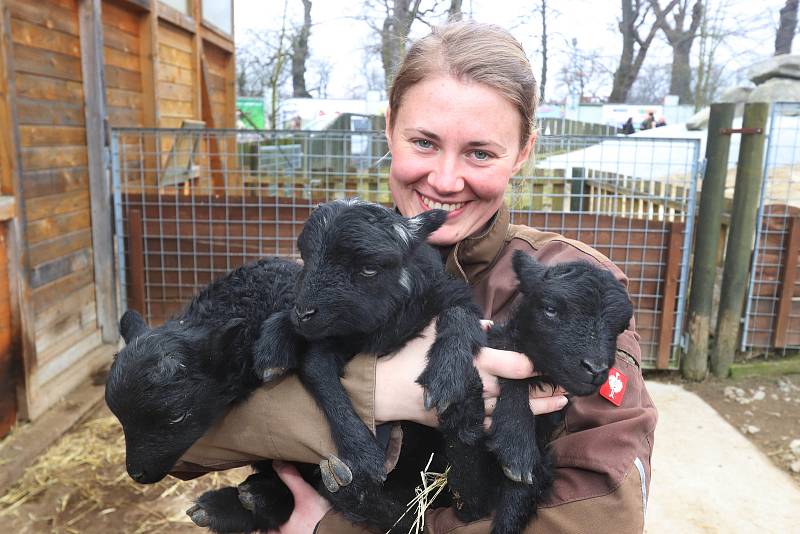 Mladá zvířata v zoo ohrada v Hluboké nad Vltavou. Narodilo se pět malých lemurů, jeden kočkodan husarský a tři ovečky ouessantské.