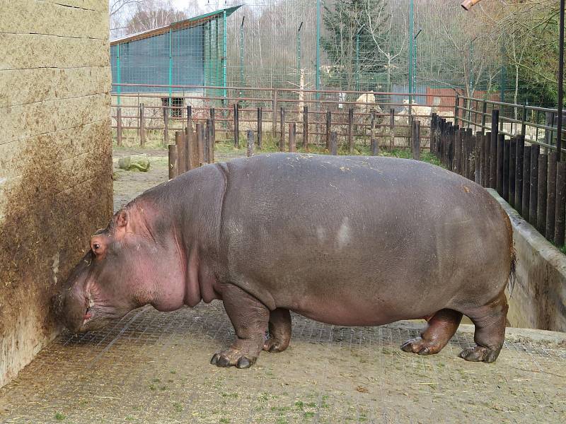 Nejroztomilejším zvířetem Jihočeského kraje je podle ankety Deníku dvoutunový obojživelný hroch ze Zoo Dvorec. Buborék pochází z Maďarska a letos v červenci oslaví 14. narozeniny.