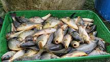 Obyvatelé jižních Čech mají rádi také čerstvé ryby. Sladkovodní nakupují je z lokálních zdrojů, mořské si nechávají dovážet.