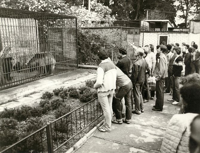 Foto ze zoo v roce 1978. Ti návštěvníci před klecí medvědů Gelu a Marici jsou spolužáci současného zástupce ředitele zoo Romana Kössla ze střední školy oboru chovatel cizokrajných zvířat. Část z nich v zoologických zahradách pracuje dodnes.