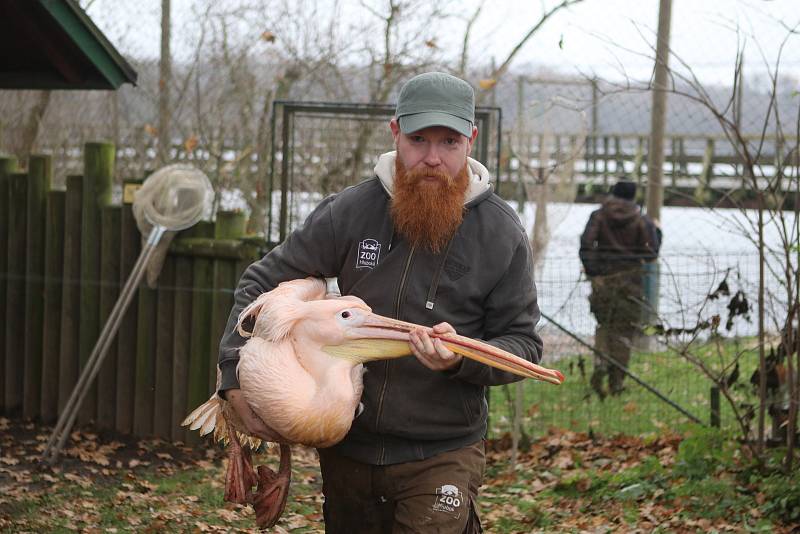 Přesun pelikánů bílých do zimoviště v zoo Ohrada v Hluboké nad Vltavou.