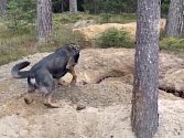 Policejní pes opět objevil nelegálního kopáče na Novohradsku.