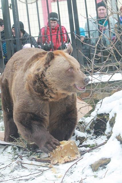 Medvědi v Zoo Ohrada slavili narozeniny.
