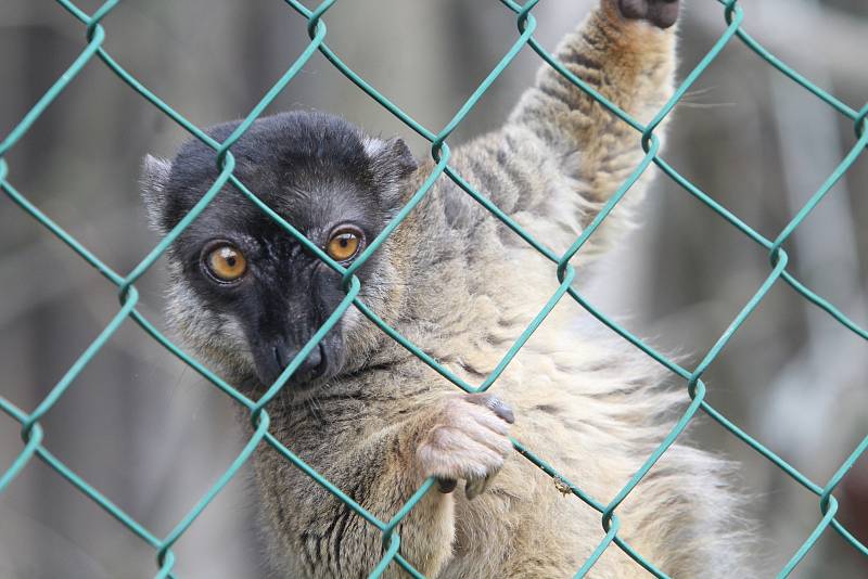 Lemur hnědý ze zoo Dvorec u Borovan.