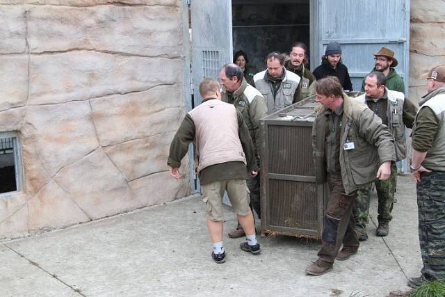 Zoo Ohrada získala samičku tygra ussurijského. K vidění ve výběhu bude v lednu 2015.