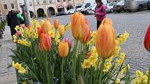 Krásně rozkvetlé záhony a květináče zdobí centrum Českých Budějovic.