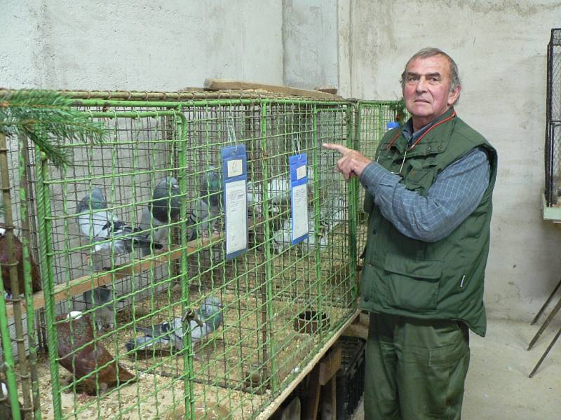 Chovatelská výstava v Horní Stropnici, František Kovács u moravských voláčů moráků.