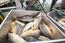 Jarní odlovy jsou zdrojem ryb pro velikonoční prodej. Na snímku je zachycena akce třeboňských rybářů na Koclířově, vodní ploše u Lomnice nad Lužnicí.