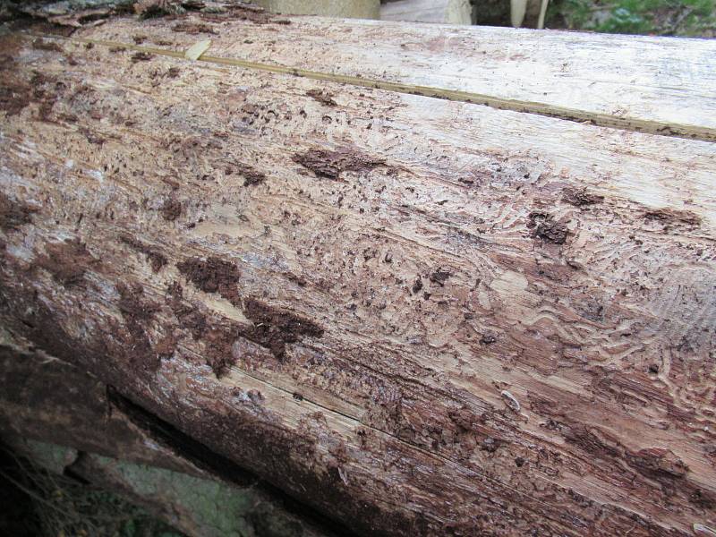 Nabídka kůrovcového dřeva převyšuje poptávku, což ovlivňuje i ceny smrkových sortimentů.