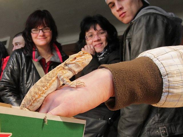 První letošní terarijní výstava a burza se uskutečnila v neděli v Budějovicích. Přilákala stovky lidí. Velkou pozornost budili hadi, agamy, chameleoni a další zvířata.