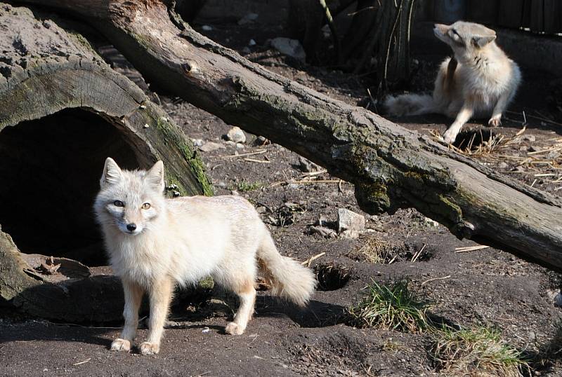 S příchodem jara se v ZOO Hluboká nad Vltavou narodila první mláďata: lemuří dvojčata, malý kočkodan husarský (první letošní mládě) nebo jehňata ouessantských ovcí. Na snímku korsakové, příbuzní lišek polárních.