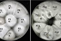 „Kultury houby Sodiomyces alkalinus pěstované v laboratoři. Na první pohled není možné říci, které v sobě mají viry – po testování víme, že jsou to kultury F11, F12, F13 a F18.“