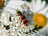Květnaté pásy v Českých Budějovicích pomáhají hmyzu. Samotářská včela z rodu hedvábnice.