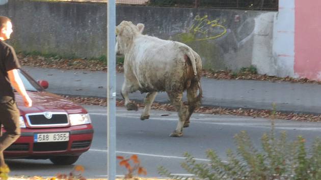 Dobytek na útěku překvapil obyvatele Týna nad Vltavou v sobotu 30. října odpoledne.