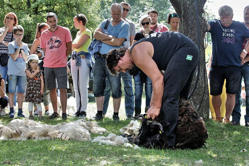 Borovany přivítali ovce, ovčáky i jejich psy.