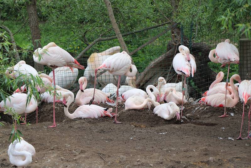 Jihočeská zoologická zahrada Hluboká