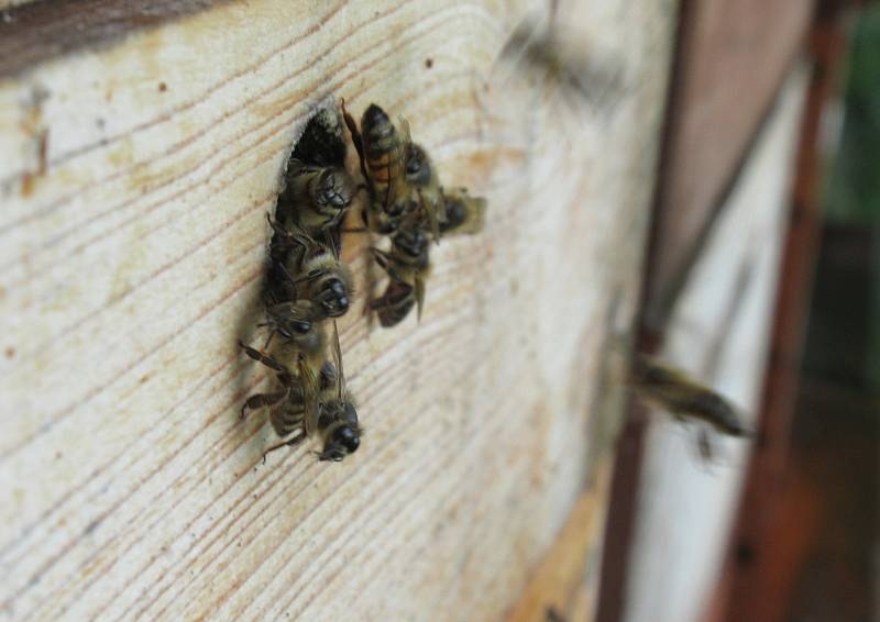 Ani Včelí farmě Vostoupalovi v jihočeských Košicích, která se v oboru pohybuje desátým rokem, se nevyhnul zákeřný parazit - roztoč Varroa.