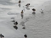 Vodní ptáci využívají k přezimování na jihu Čech nezamrzající vodní plochy. Na snímku racci chechtaví, oblečení ovšem do tak zvaného zimního šatu a kachny. 