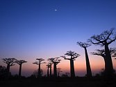 Baobab je opadavý strom s tlustým kmenem. Roste  v Africe, Austrálii a v Táboře. Na jihu Čech má ale zvláštní podobu: rostou na něm knížky. 'Rostou' v nakladatelství, které vydává knihy pro děti.