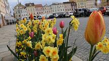 Krásně rozkvetlé záhony a květináče zdobí centrum Českých Budějovic.