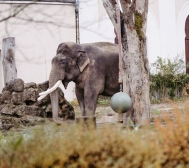 Slonice Panang se setká s matkou…
