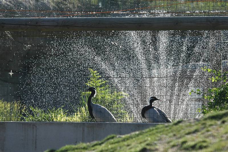 Některá zvířata hlubocké zoo si užívají v těchto dnech příjemné osvěžení.