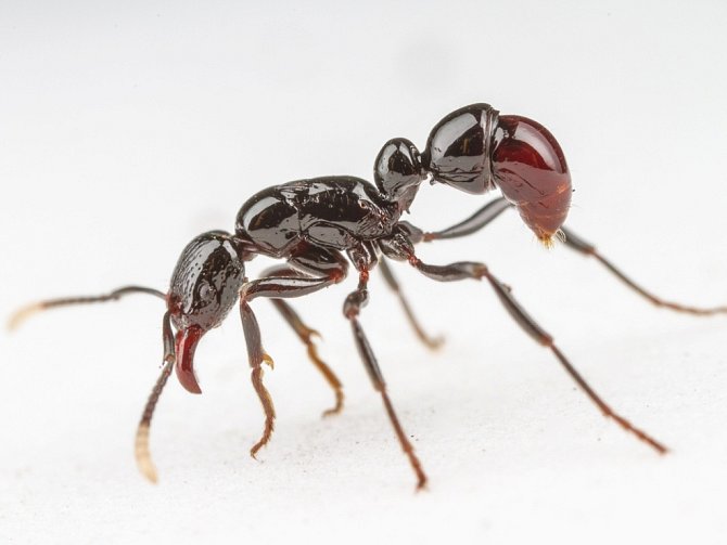 Mravenec Gnamptogenys albiclava, který byl dosud znám jen z jednoho exempláře sebraného před sto lety. Vědci z BC nalezli několik kolonií v horské oblasti ostrova Guadalcanal a zdokumentovali jeho biologii.