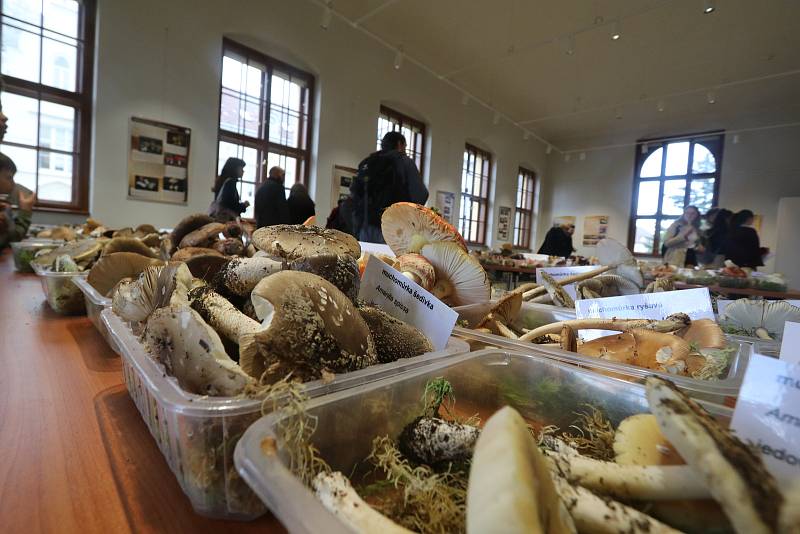 Výstava hub v Jihočeském muzeu.