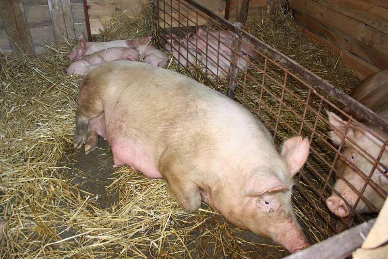 Sobotní vítání jara v Borovanském mlýně si nenechaly ujít stovky lidí.