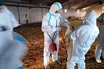 Jediný šlechtitelský chov hus v ČR získal prvenství, husy dostaly očkování proto ptačí chřipce.