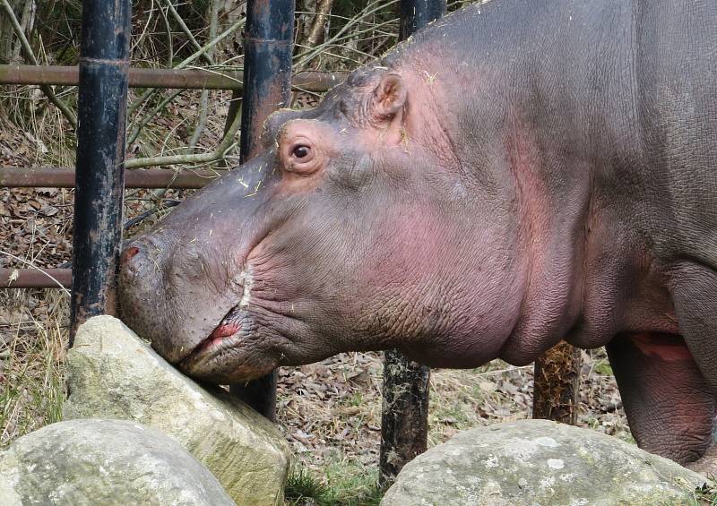 Nejroztomilejším zvířetem Jihočeského kraje je podle ankety Deníku dvoutunový obojživelný hroch ze Zoo Dvorec. Buborék pochází z Maďarska a letos v červenci oslaví 14. narozeniny.