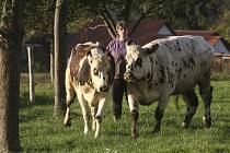 Čistokrevných krav je zatím v Česku jen kolem šedesáti. 