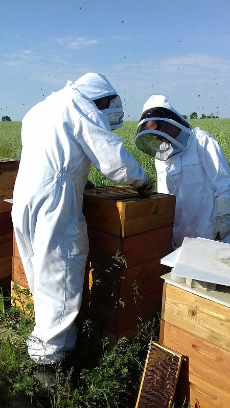 Ani Včelí farmě Vostoupalovi v jihočeských Košicích, která se v oboru pohybuje desátým rokem, se nevyhnul zákeřný parazit - roztoč Varroa.