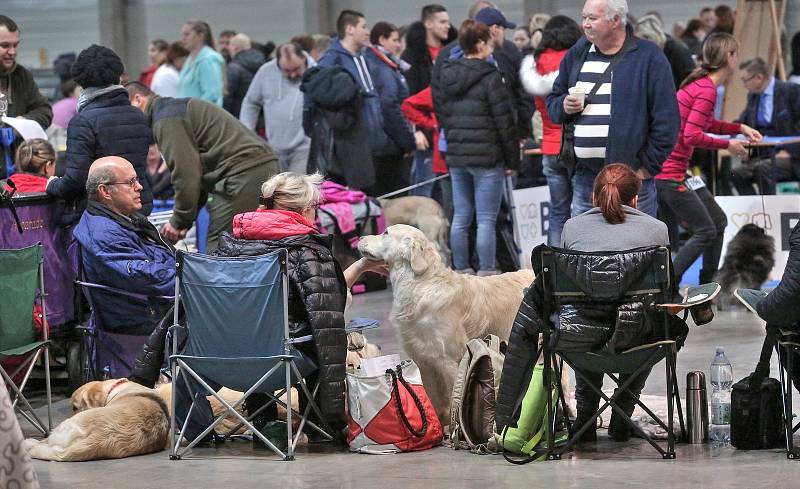 Na Výstavišti soutěžili psi.