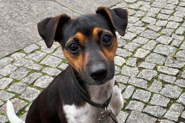 Malý ztracenec z Berlína… Donaukurier píše, že spolek Tasso loni registroval v SRN kolem 33 000 ztracených psů. Asi 31 830 očipovaných organizace zase našla.