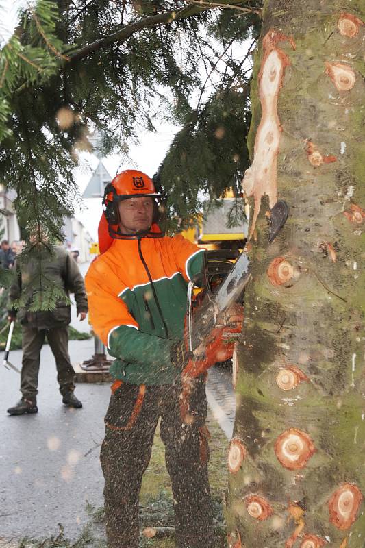 Vánoční strom pro České Budějovice ze Zavadilky,část 1