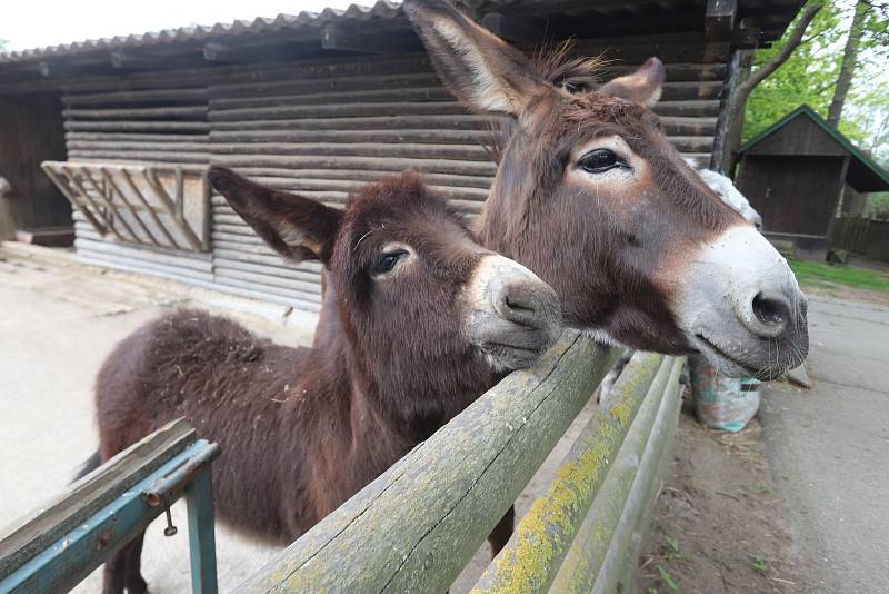 Jihočeská zoologická zahrada Hluboká