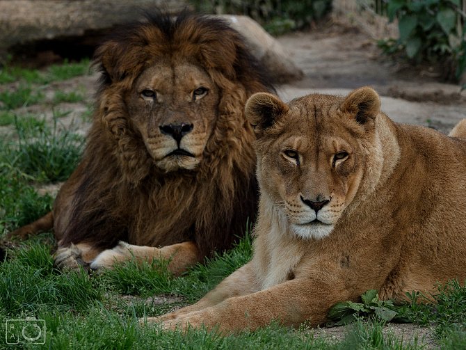 Mezinárodní den lvů oslaví v Zoo Dvorec