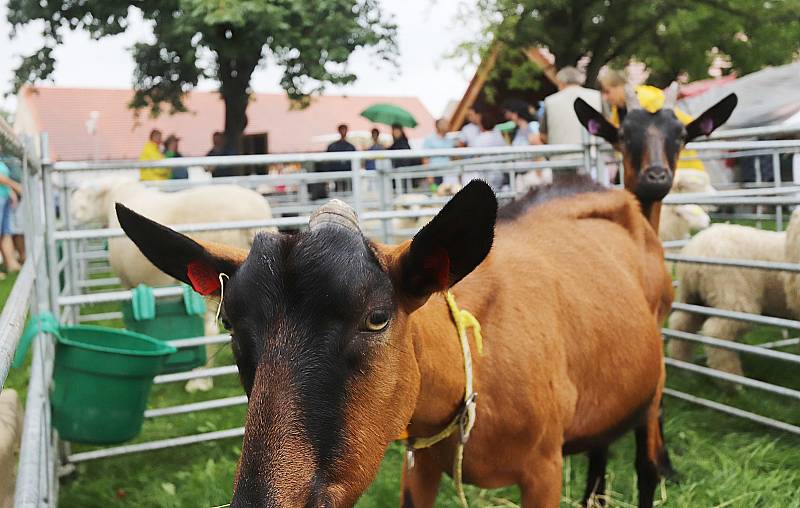 Ovčácké slavnosti proběhly v neděli v zámecké zahradě v Borovanech