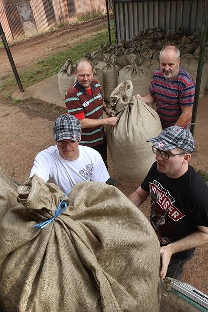 Na chmelnici v Blšanech u Žatce v pátek ráno sklidili 800 kilogramů čerstvého chmele pro Budějovický Budvar. Za pár hodin se z něj začalo vařit speciální prémiové pivo.