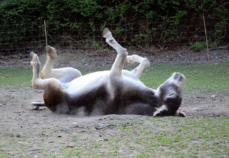 Oslík Pepa, narozen 12. června 2009, od soukromého chovatele, Hradní safari Strakonice. Je mírné povahy, přátelský k ostatním zvířatům i lidem. Vůbec není hloupý, jak si někteří o oslech myslí.