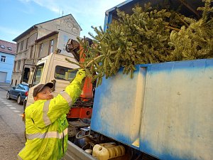 V Českých Budějovicích druhým rokem sváží vánoční stromky David Mrhal. Putují do sběrného dvora v Dolní ulici v areálu společnosti FCC.