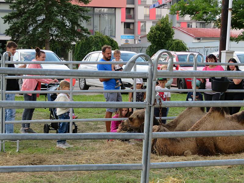 Agrosalon Země živitelka se chýlí ke svému konci, kolorit vystavovatelů je určen nejen odborníkům, užívá si ho široká veřejnost včetně těch nejmenších.