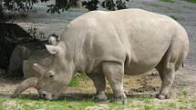 Tým zoologů povýšil severního tuponosého nosorožce na nový druh. V současné době se však ví pouze o osmi jedincích. Na snímku samice Fatu ze Zoo Dvůr Králové. 