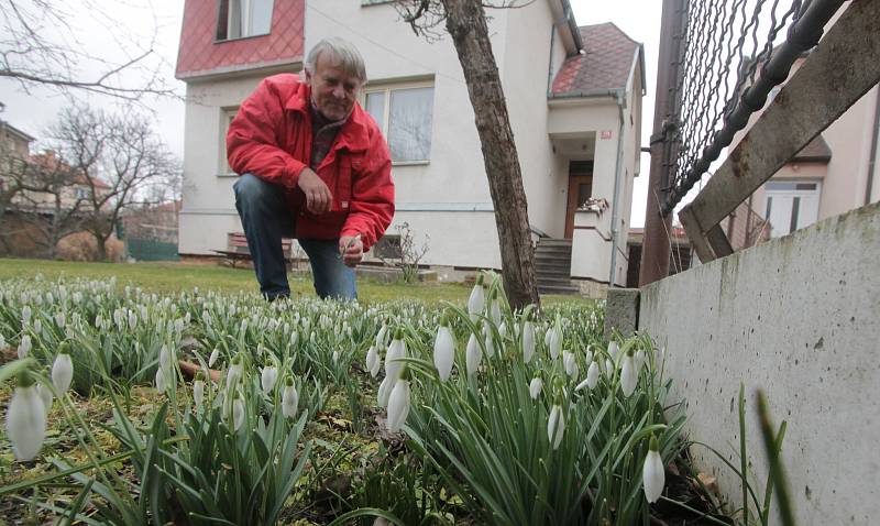 Rozkvetlé kytičky v Českých Budějovicích v ulici U Trojice.